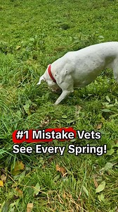 “What’s the #1 thing I wish more pet parents took seriously?” This vet didn’t hesitate: seasonal allergies. Most people assume itching, licking, and head shaking are just “dog things.” But they’re actually signs your dog’s immune system is struggling. Giving your dog just one of these every day? Simple. And powerful. ✅ Vet-recommended ✅ Packed with immune-supporting ingredients ✅ Targets itching, paw licking & more Help your dog feel more comfortable today! | PetLab Co.