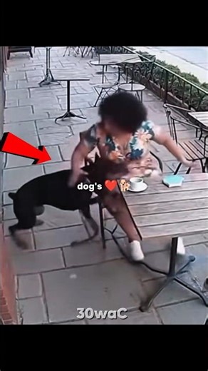 Dogs never forget to help 🐶❤️