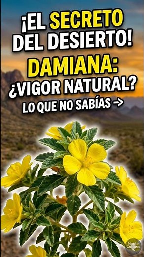 What is DAMIANA and what is it used for? 🌿 #MenteCuriosaTV #Damiana #MedicinalPlants