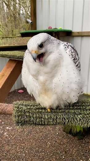Hello from Evie the Gyrfalcon! At CWC, you can hear Evie greet her caretakers loudly every day during feeding and enrichment sessions. Gyrfalcons are normally found up north in the Arctic, but have been known to travel as far south as Oregon during the non-breeding season. They can sometimes be seen hunting puffins near Haystack Rock in Cannon Beach! If you're interested in learning more about Evie, this Saturday on April 22nd, we are offering free guided tours to celebrate Earth Day! You will h