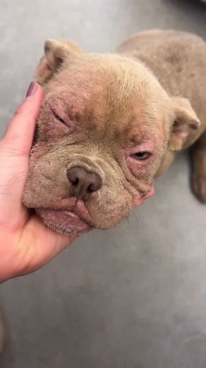 Little crusty guy made my day. I will share more about the rescue that stepped up to take him in once he is settled more! | piggiebully