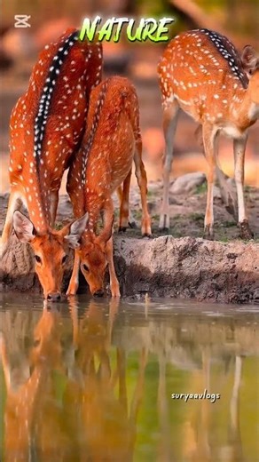 Into the Wild - The Exploration of Nature