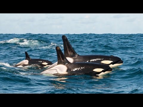 Orca in 4K HDR 60FPS