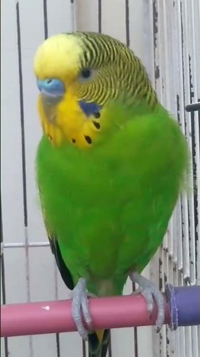 happy budgie chirping sound 😍