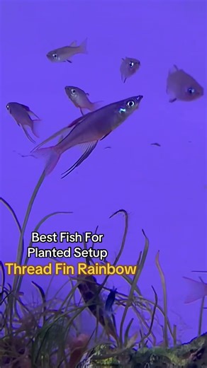 Thread Fin Rainbow. Best planted tank fish. Visit store & get yours home.