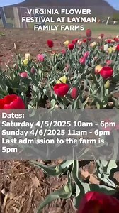 🌸 Layman Family Farms is buzzing with excitement as it hosts the inaugural Virginia Flower Festival! Join in for a weekend filled with breathtaking blooms and family fun. More: https://www.wsls.com/news/local/2025/04/01/watch-first-ever-virginia-flower-festival-underway/?utm_source=facebook&utm_medium=social&utm_campaign=snd&utm_content=wsls10 | WSLS 10 / WSLS.com