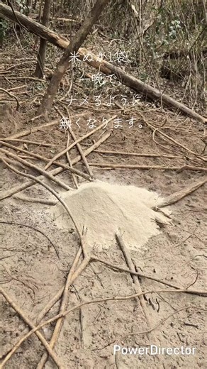 餌づけの魅力と田舎暮らしの楽しみ