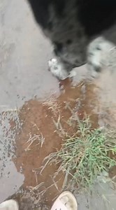 Vanderbijlpark, Gauteng June Harmse Conventional wisdom suggests that earthworms emerge after rain because they can't breathe underground—a notion often taught to schoolchildren and supported by many explanations online. These explanations claim that submerged worm trails and air pockets force earthworms to the surface. On the surface, it seems logical. However, many experts on earthworms and soil have refined this theory. For these creatures, navigating through soil is slow and challenging. Abo