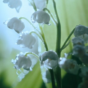 Immerse yourself in the beauty of May bells with the CITIZEN L May Bells Collection | Citizen Watch