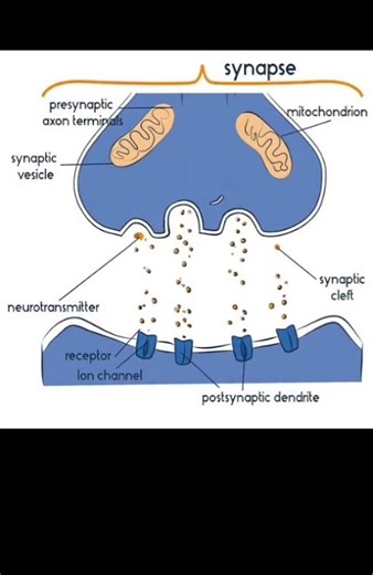 How Neurons Communicate: A Visual Guide to the Synapse 🧠✨!