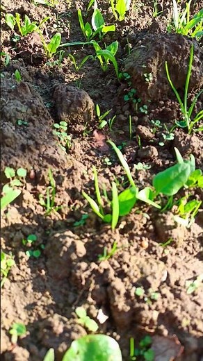 What's Happening with Spinach? 🌱 Latest Situation