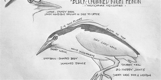 Next step: Preliminary pencil sketch