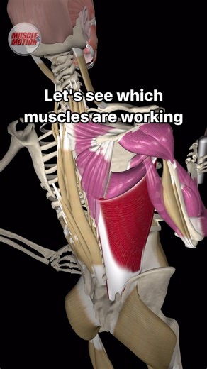 Check out this awesome video by @nasm_fitness on the single-arm row anti-rotation with suspension. Let’s dive deeper with our animations and see which muscles are working! 👉 The latissimus dorsi extends the shoulder with assistance from the posterior deltoid, teres major, and the long head of the triceps. 🏋️‍♂️ 👉 The rhomboids and trapezius stabilize the scapula. 🦾 👉 The external oblique and internal oblique on the opposite side stabilize the trunk with assistance from the erector spinae mu