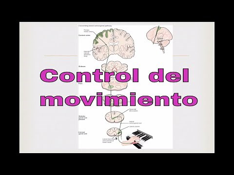 Control del movimiento. Neurociencias
