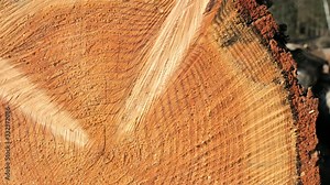 Pine tree texture with cracks and central knots. Interesting natural texture and year rings. Stock Video