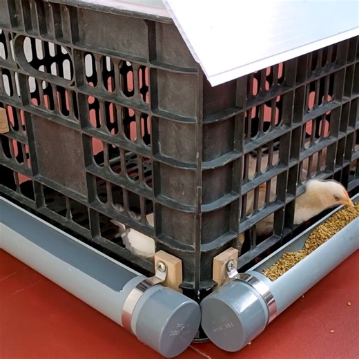 21K views · 227 reactions | How to make a house for baby chickens out of plastic | Genius Upcycle DIY | Facebook