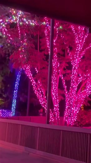 Light Tunnel Christmas Town Busch Gardens Tampa Florida 12/10/25