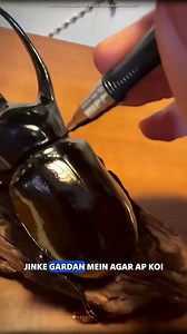 Atlas beetle strength #science #sciencefacts #astronomy #space #facts #fact #reelitfeelit #viral | Astrooscience
