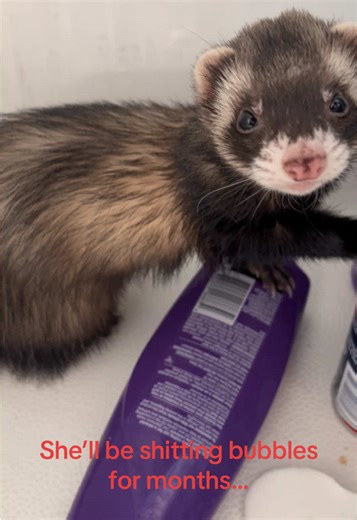 Funny Ferrets: Monica's Tub Time Adventure