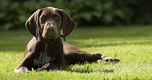 Sporting Dogs - A Guide To Our Hunting Dogs And Gundog Breeds