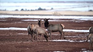 Observing elk behavior in Southwest Colorado | Wildlife throughhopeseyes.
