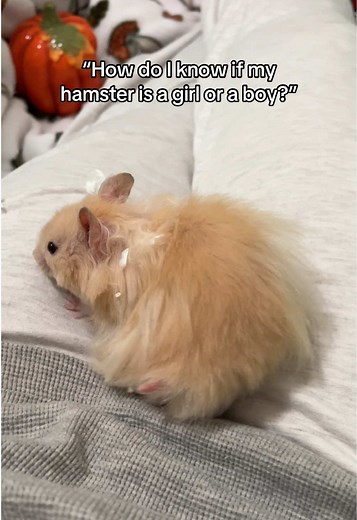 How to Determine Hamster Gender: Male or Female?