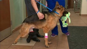 Lucky dog gets new prosthetic leg