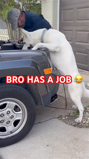 Dogs With Jobs 😂🐶