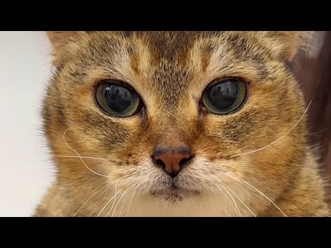 Discourse Community Analysis: Astronomy