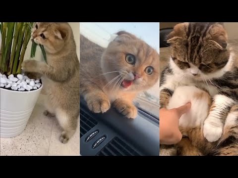 The CUTEST moments with SCOTTISH FOLD CATS (top 10 TikTok) #1