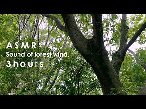 ASMR sleep | Clean your head with the sound of a forest swaying in the wind | 3 hours | wind Sound