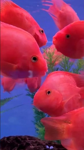 Blood Red Parrot Cichlid #cichlid #parrotfish #fish #aquarium #bloodparrot