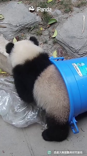Misunderstood Panda Cleaning Up Trash Can | Cute and Funny Animal Video