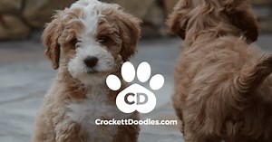 Step 06: Your Puppy's Adoption Day — Crockett Doodles Process