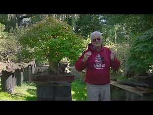 Nine Trees with Walter Pall: #5 Japanese Maple