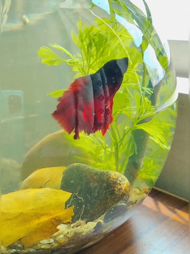 Betta Fish Bowl Setup with Shrimp Tank and Plant - Small Aquarium Showcase