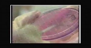 Anadroll Legal Steroids Supplement by Muscle Labs