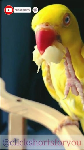 Miyan Mithu 🦜🍌 #shorts #shortvideo #viralyoutubeshorts #clickshortsforyou #parrot #birds #foryou