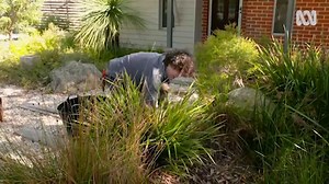 Native Clumping Plants - Gardening Australia