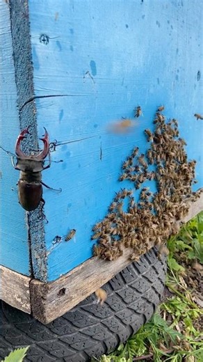 What friends do Bees find at your Apiary? 🐝🐝🐝