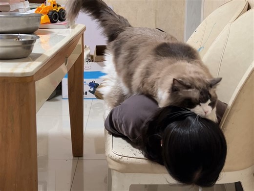 猫：你感动吗？人：不敢动