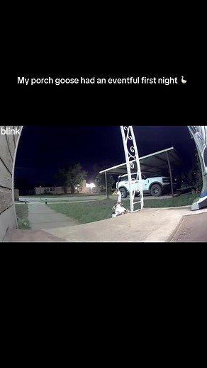 All the neighborhood critters swung by to introduce themselves. All this happened in one night. I can’t make this up 😂 #porchgoose #racoon #possum #fox #skunk