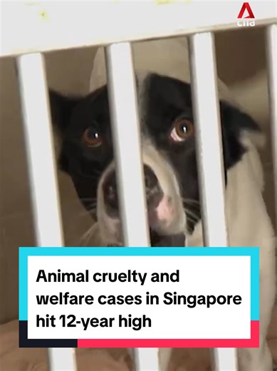 Animal cruelty and welfare cases in 2024 rose to its highest in 12 years. A total of 2,190 animals were affected, of which a majority were cats. SPCA noted that the actual number may be higher as many cases go unnoticed or unreported, and the victims often do not survive long enough to be rescued. #singaporenews #singapore