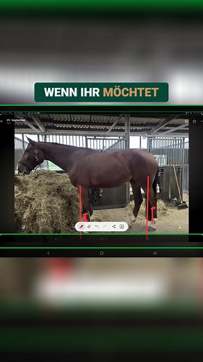 Es ist sehr wichtig, regelmäßig die Schmerzpunkte eines Pferdes zu überprüfen. Dazu gehören Genick, CTP, Widerrist, Oberlinie und Hosenmuskulatur. Auch Sehnen, Ellbogen, Brustmuskulatur, Hüfthöcker und Hinterteil sollten untersucht werden, um sicherzustellen, dass das Pferd schmerzfrei ist. Ein schmerzfreies Pferd zeigt keinerlei Zuckungen. Möchtest du beim nächsten Seminar auch dabei sein? Kommentiere "kostnix" und ich schicke dir den Link zur Anmeldung für das nächster Kostnix Seminar #gesunde