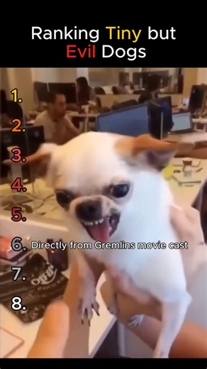Ranking Tiny but Evil Dogs 😈🤣 #dailyanimaldose #funnydogs