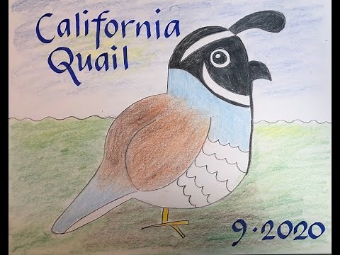Art Lesson: 4th Grade. California Quail