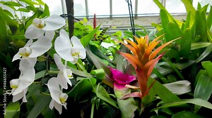 Plants in the Greenhouse in The Phipps Conservatory and Botanical Gardens in Pittsburgh, Pennsylvania.