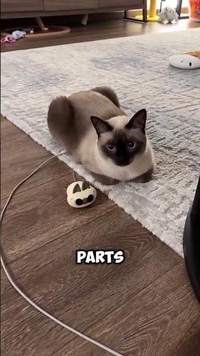 Why Siamese Cats Change Color 🐱#cat #siamesecat #cute #animals