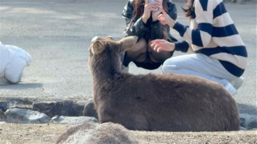 奈良公园的鹿 一次意想不到的旅行惊喜