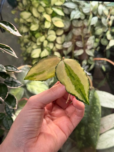 Hoya Caudata Variegated - Fresh Cutting - Etsy
